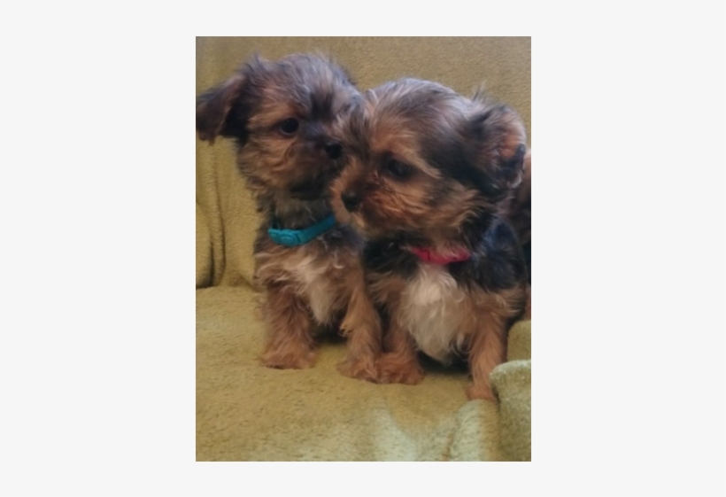 Yorkie Cross Shitzu Puppies For Sale - Yorkipoo, transparent png