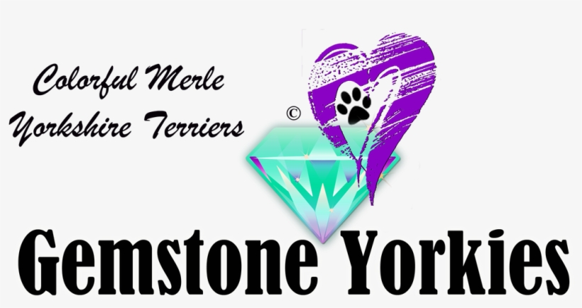 Picture - Yorkshire Terrier, transparent png