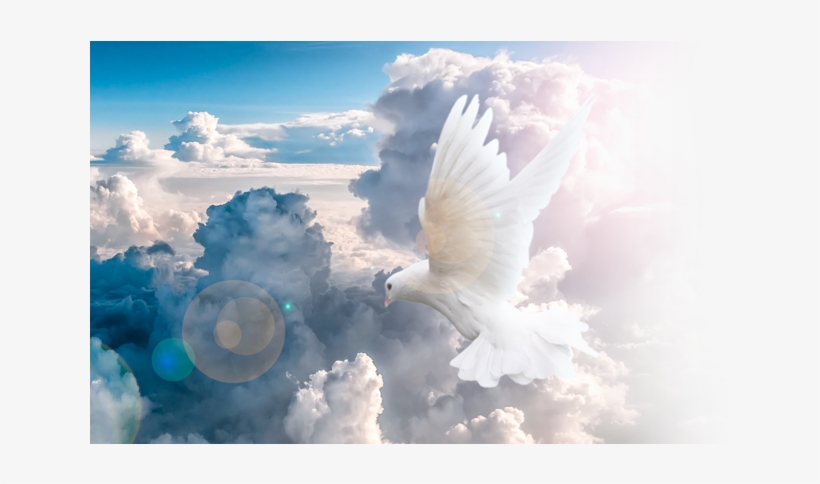 New Testament Christian Church Ktown Dove In Clouds980 - Rock Dove, transparent png
