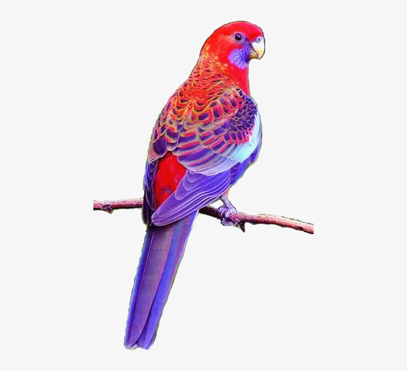 August 4, 2018 At - Loros De Australia, transparent png
