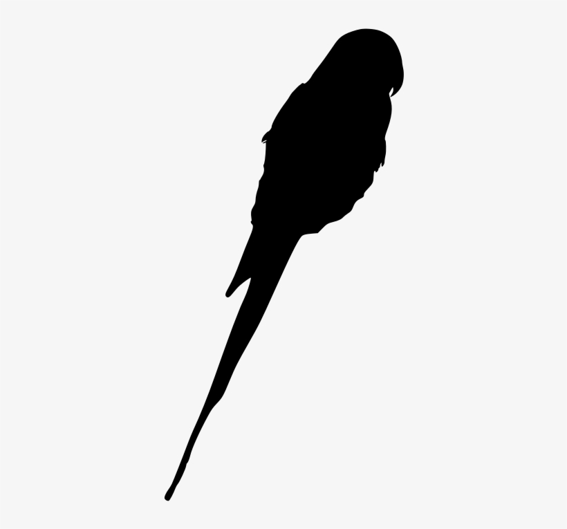 Download Png - Parakeet, transparent png