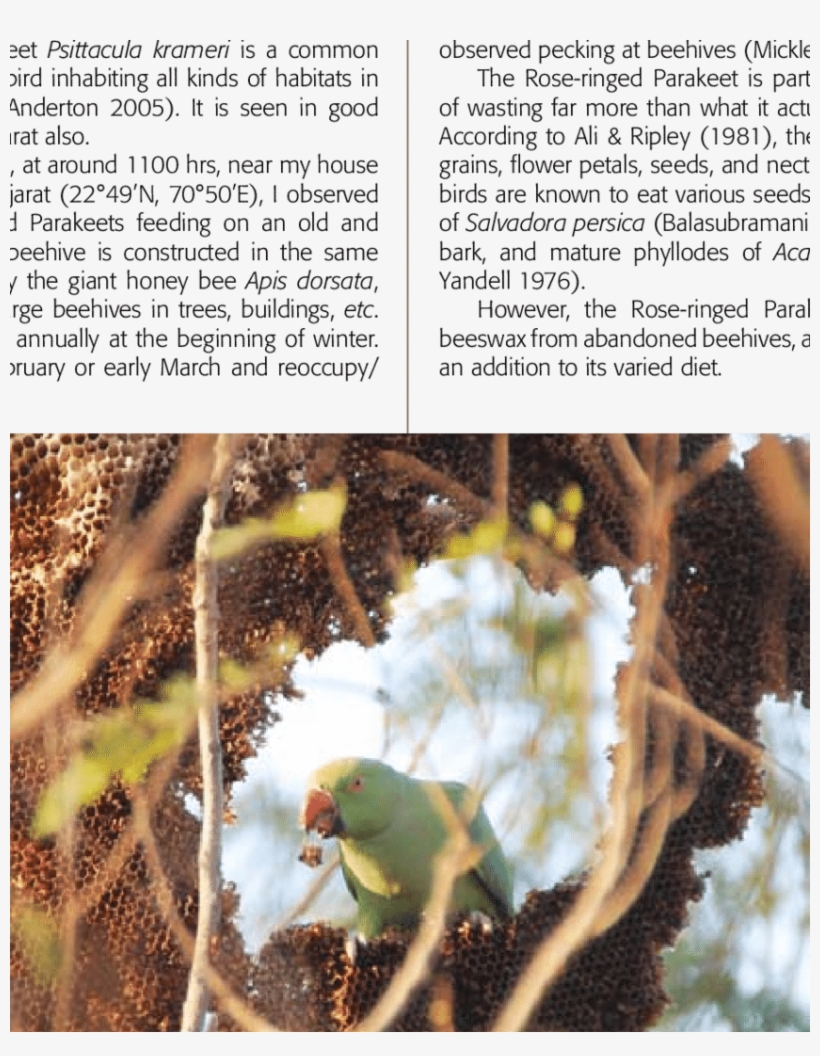 Rose-ringed Parakeet Psittacula Krameri Feeding On - Budgie, transparent png