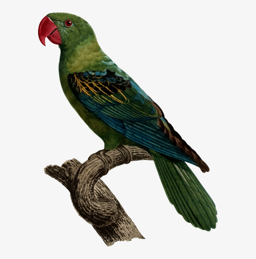 Bird Great Billed Parrot Blue Naped Parrot Vertebrate - Burung Betet Kelapa Paruh Besar, transparent png