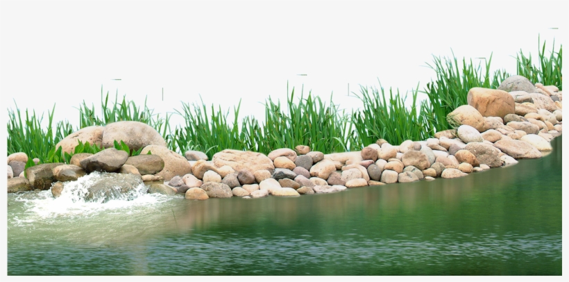 Pebbles Clipart Underwater Plant - Lake Plants Png, transparent png