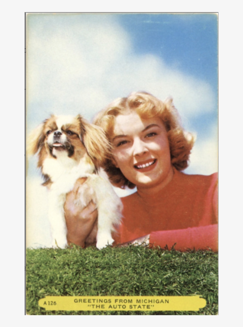 Japanese Chin Dog & Pretty Girl Michigan Auto State - Cavalier King Charles Spaniel, transparent png