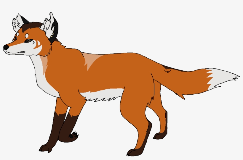 Red Fox - Smooth Collie, transparent png