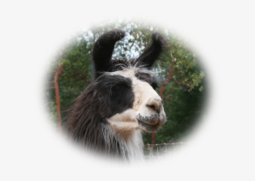 Llama, transparent png