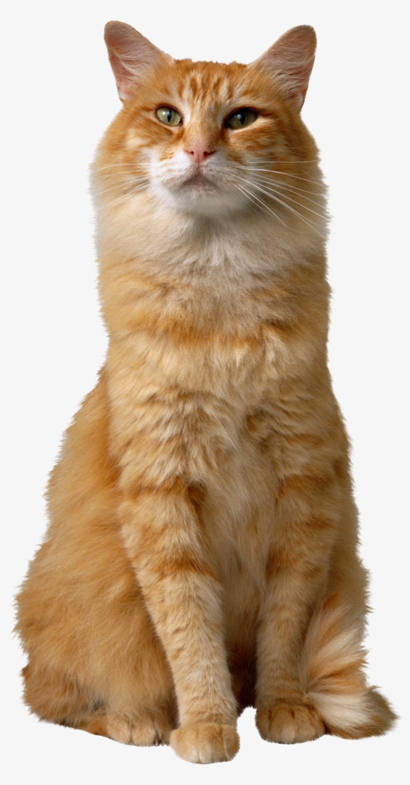 Cat Png, Download Png Image With Transparent Background, - Cat, transparent png