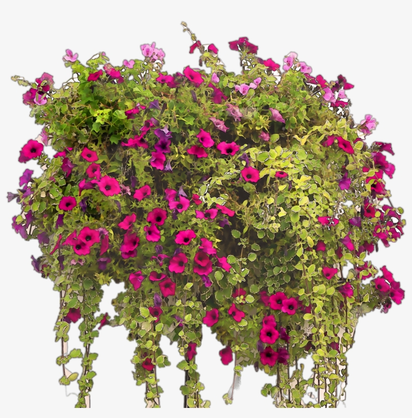 Colorful Watercolor Flowers For Free - Rośliny Wypełniające, transparent png