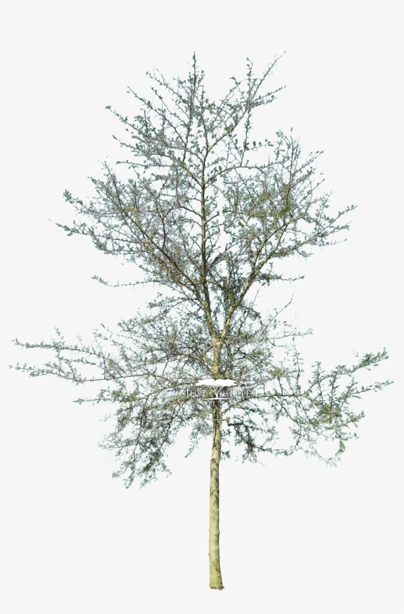 Acacia Xanthophloea - Cad Tree Png, transparent png