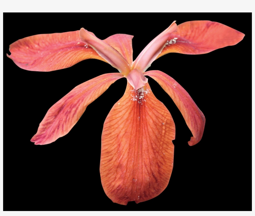 Did You Know - Iris, transparent png
