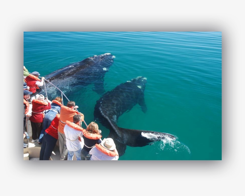 Walvissen Mauritius, transparent png