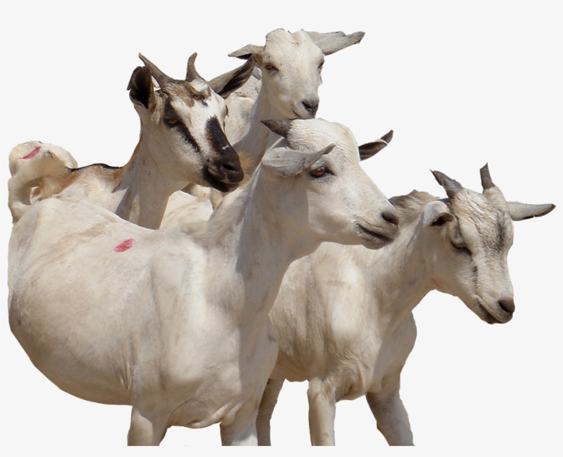 300 Swiss Francs E - Goat, transparent png