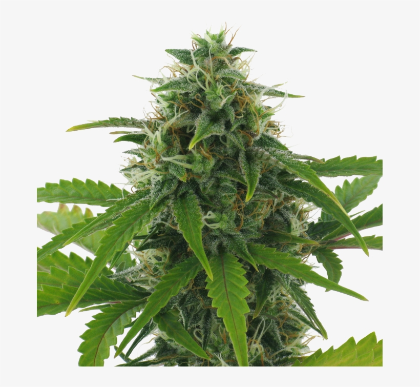 Fast Haze Auto Feminised By Ac Genetics Is A High Performing - Houseplant, transparent png