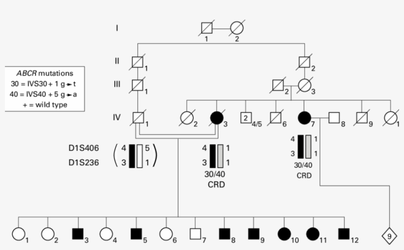 Pedigree Of The Rp Like/crd Like Family - Diagram, transparent png