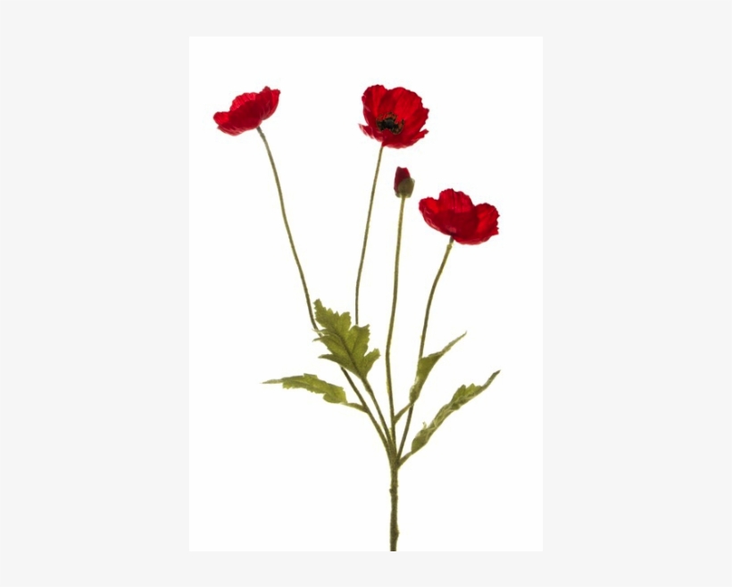 Poppy, transparent png