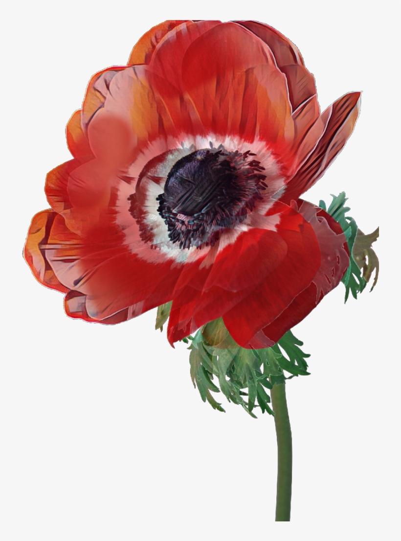 Poppy Sticker - Artificial Flower, transparent png