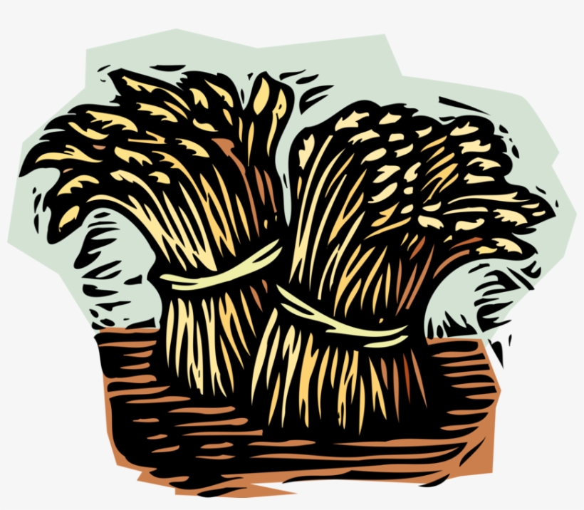 Vector Illustration Of Wheat Sheaves Sheaf Bundles - Illustration, transparent png