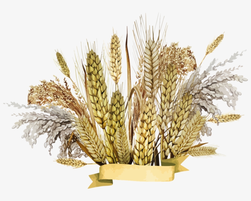 Wheat Png, Download Png Image With Transparent Background, - Wheat Png, transparent png