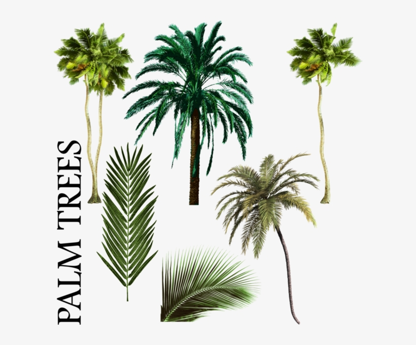 Palm Tree Vector Png Palmiye Ağacı Karışımı Psd, Vektör - Free Palm Tree Psd, transparent png