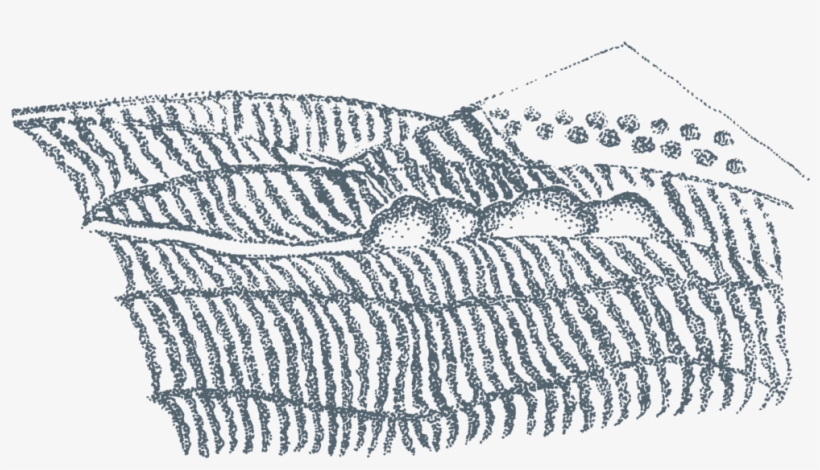 Vineyard Illustration Aw-01 - Sketch, transparent png