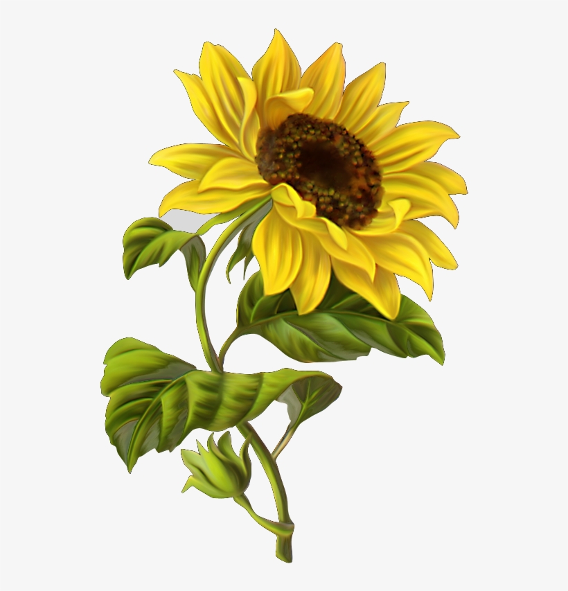 Publicado Por Mari Cruz Vg En - Sunflower Illustration, transparent png