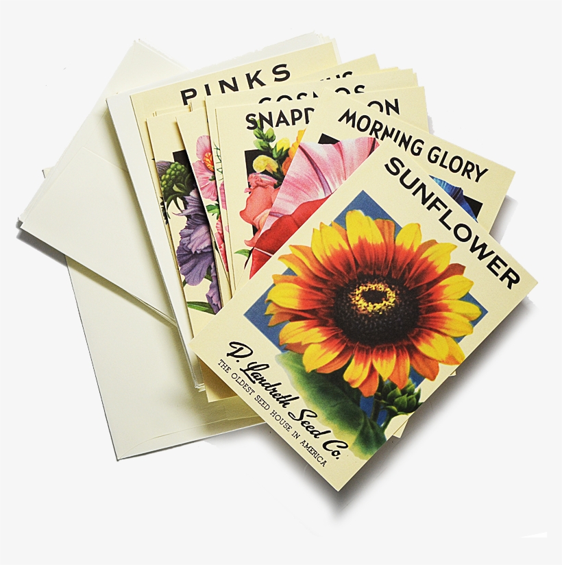 Heirloom Flower Seed Packet Note Cards $22 Girasoles, - 100 Things To Fit In A Bag, transparent png