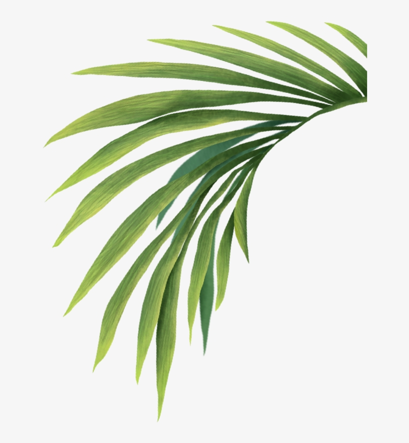 The Coachella Valley Music & Arts Festival Is Committed - Yew Family, transparent png