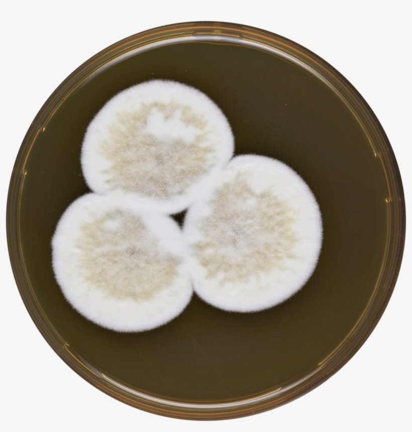 Aspergillus Conjunctus Meaox - Snow Skin Mooncake, transparent png