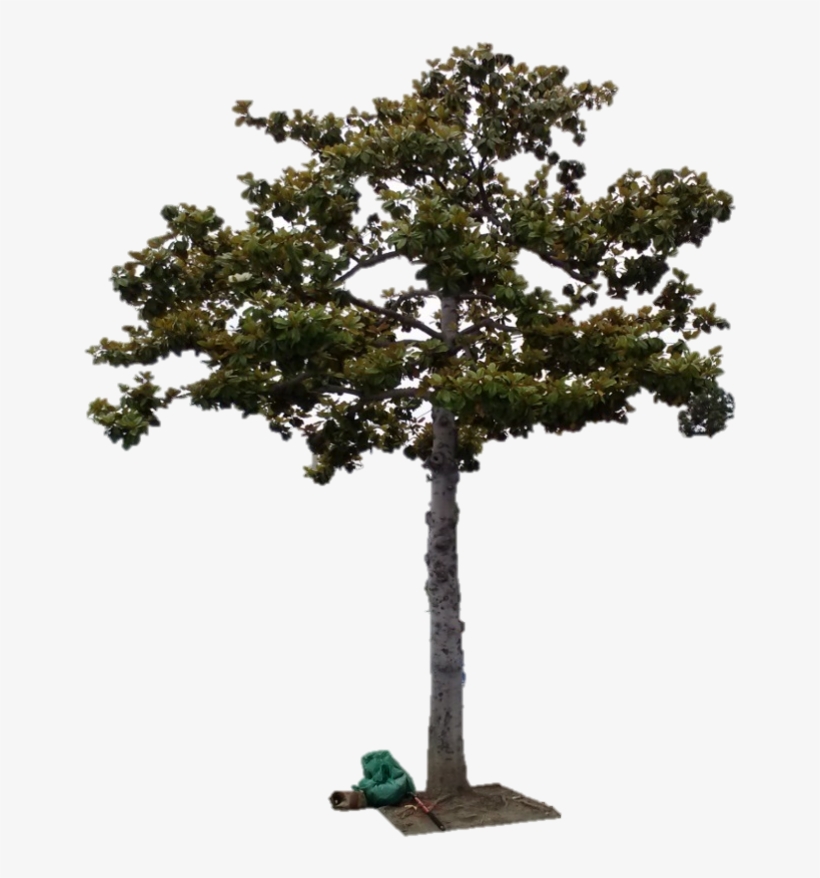 Street Tree Magnolia Grandiflora - Plane-tree Family, transparent png