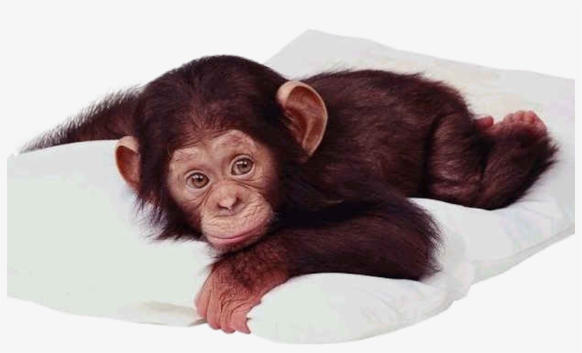 Baby Chimp - Real Baby Monkey Png, transparent png