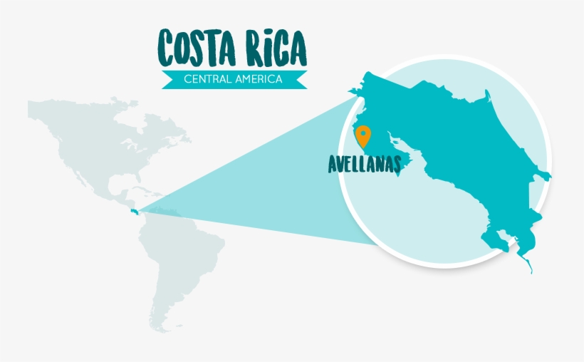 Avellanas Is Surrounding With Beautiful Beaches Like - Costa Rica Coffee Growing Regions, transparent png
