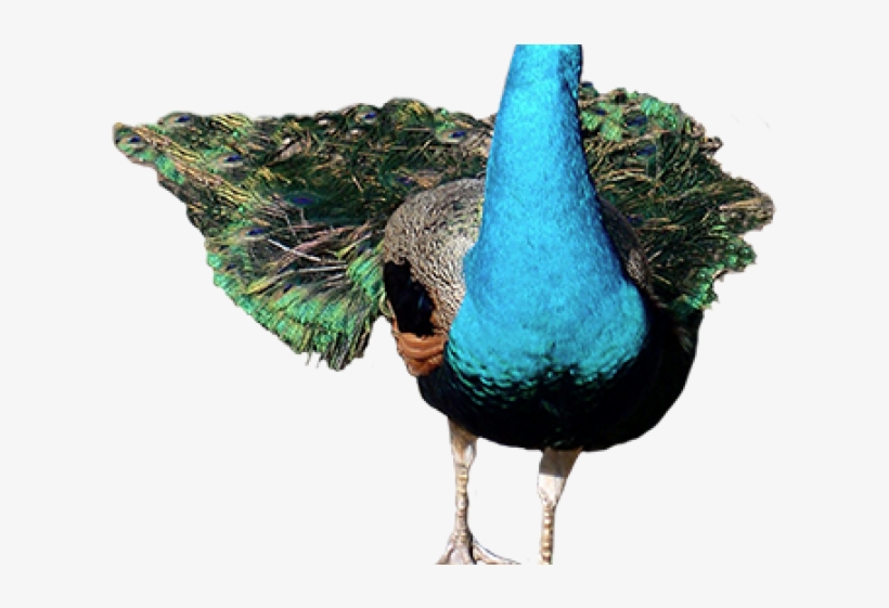 Peafowl Clipart Single Peacock Feather - Peafowl, transparent png