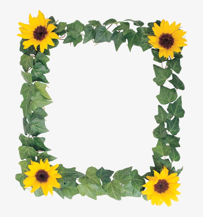 Discover Ideas About Sunflower Png - Frames Sunflowers Design Png, transparent png