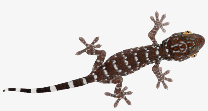 Report Abuse - Turkish Gecko, transparent png
