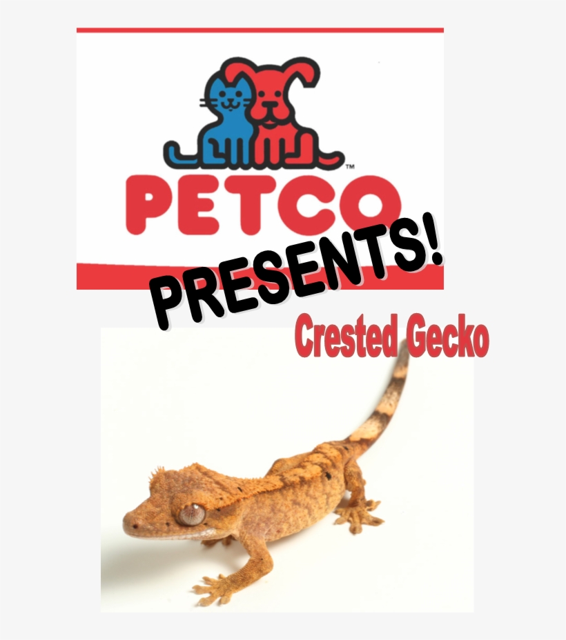 Crested Gecko - Petco, transparent png