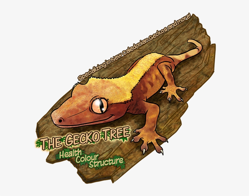 Health, Colour, Structure - Gecko, transparent png