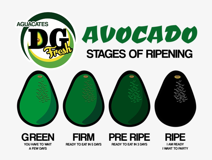 Stages Of Ripening // Etapa De Maduración, transparent png
