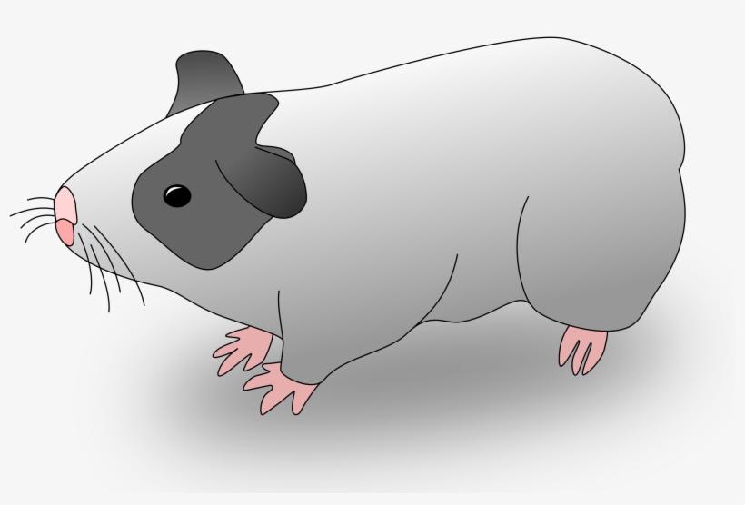 This Free Icons Png Design Of Cavia, transparent png