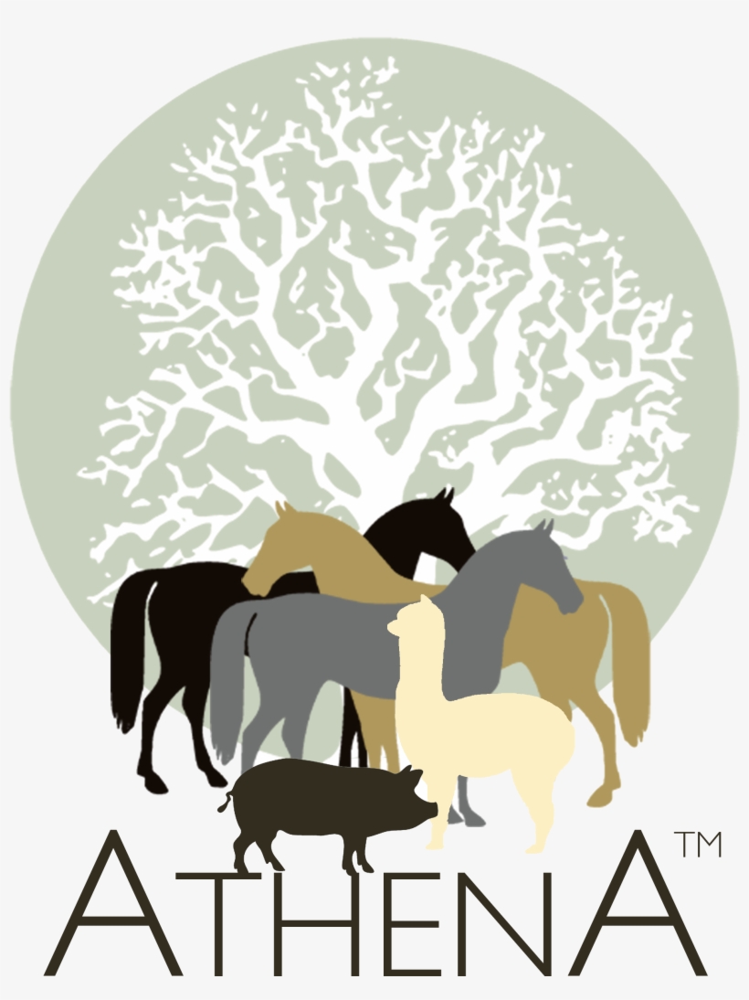 Athena Herd An International Learning And Development - Cartar De Um Jardineiro, transparent png