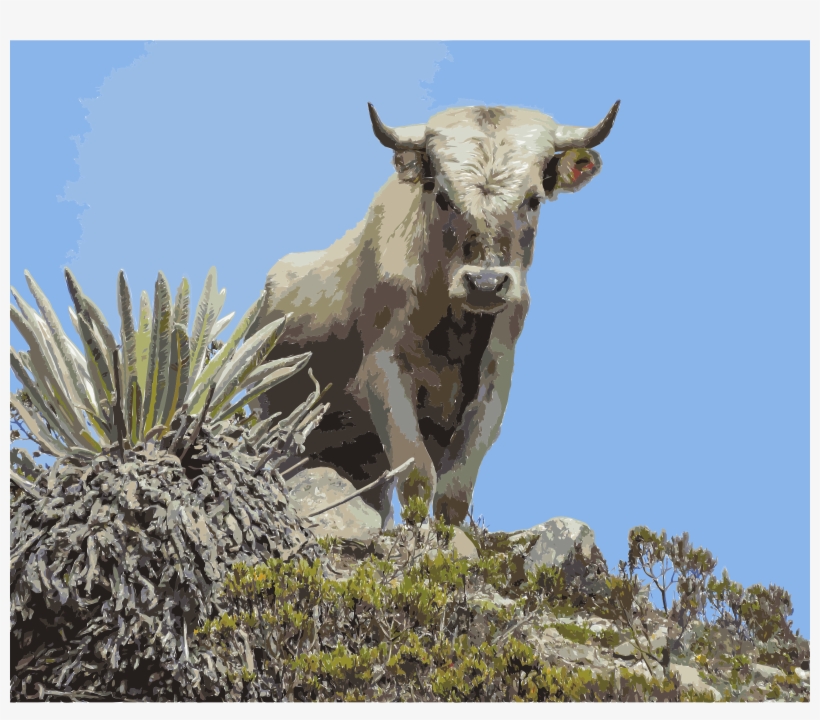 This Free Icons Png Design Of Charolais Cattle, Sierra, transparent png