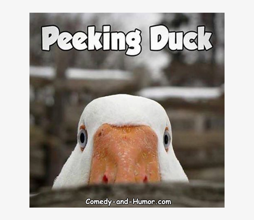 A Duck Peeking Over Something - Goose, transparent png