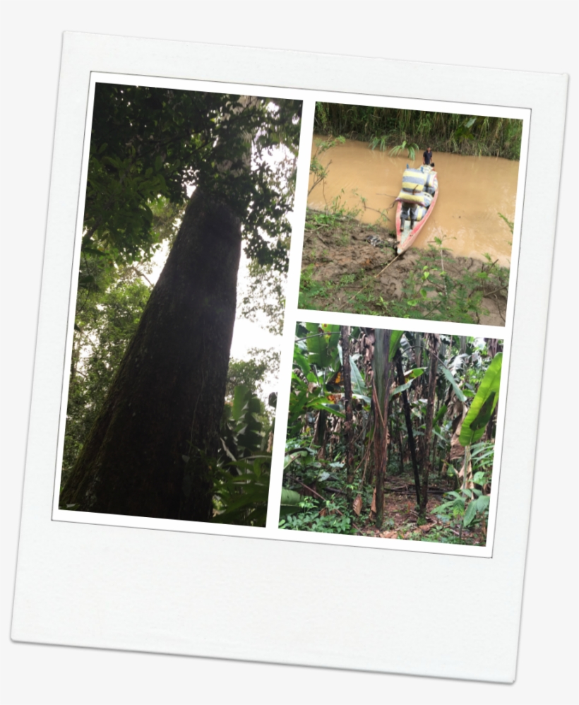Picmonkey Collage - Picture Frame, transparent png