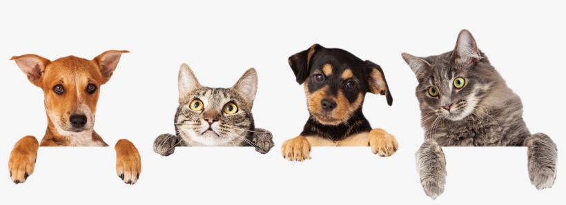 Best Pets Veterinary Hospital Is Your Veterinarian - Cats And Dogs Hanging, transparent png