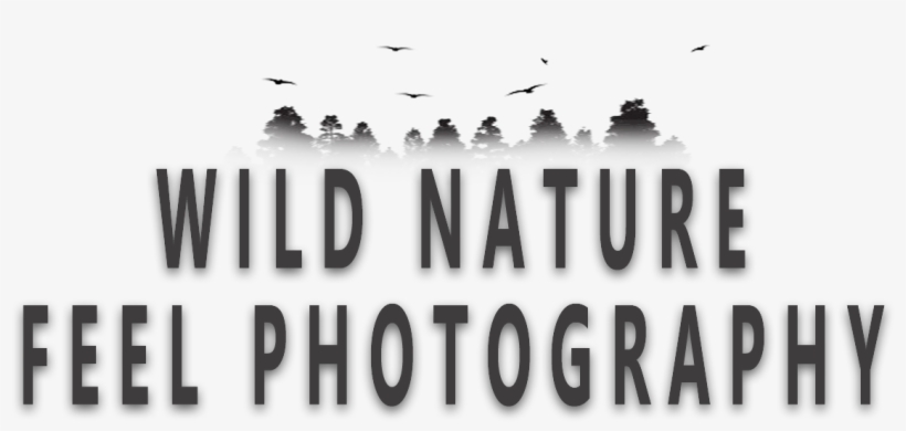 Logo Wild Nature Feel Slogan - Calligraphy, transparent png