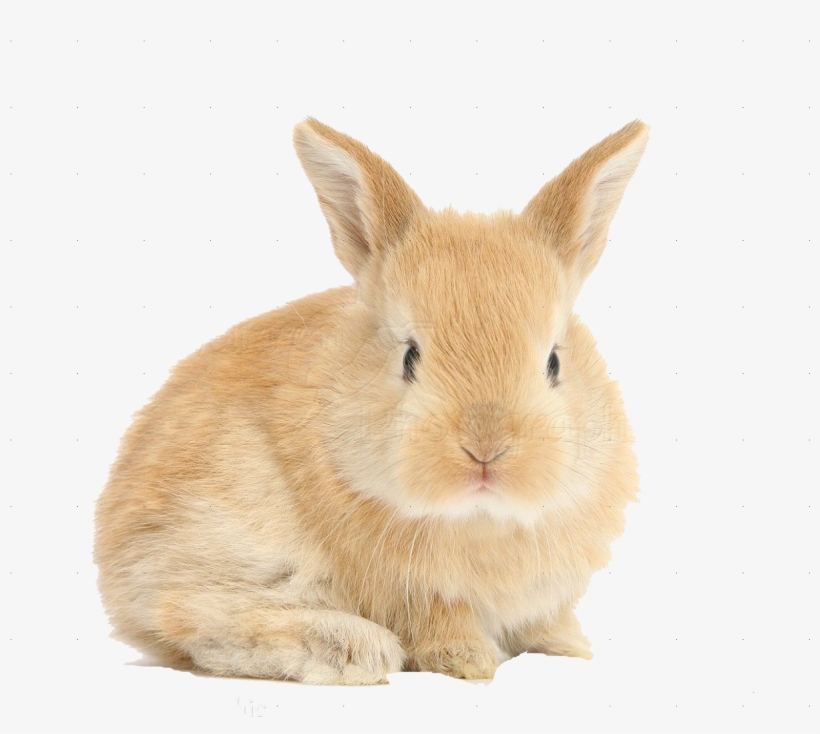 Rabbits With A White Background, transparent png