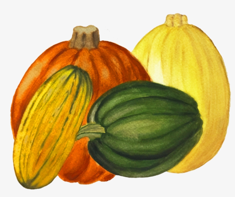 Winter Squash - Pumpkin, transparent png