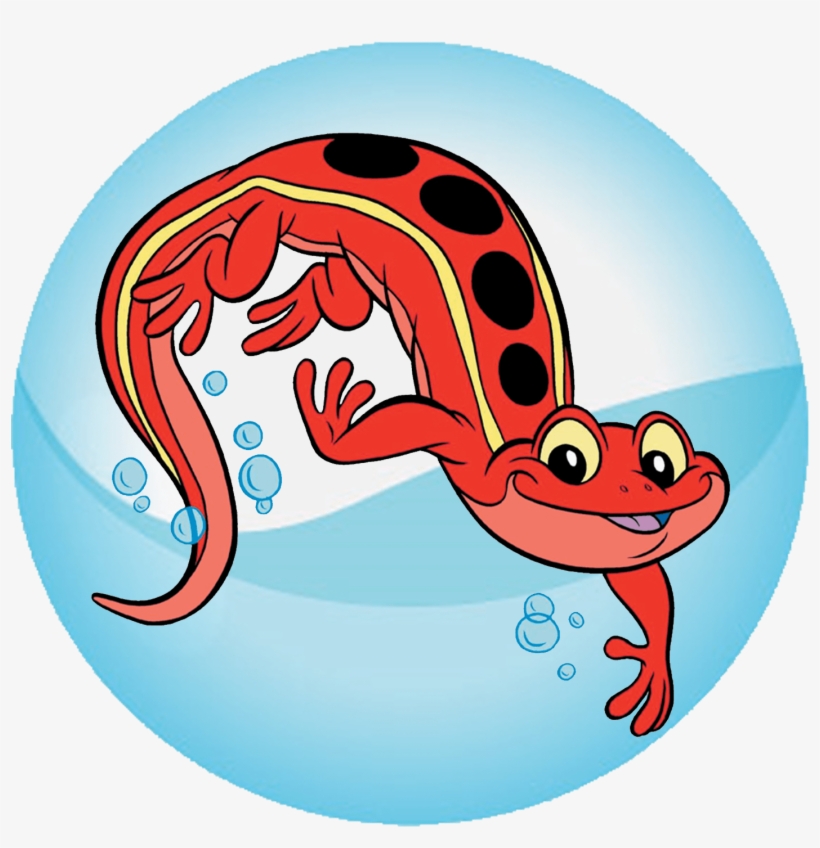 Salamander - Red Cross Salamander, transparent png