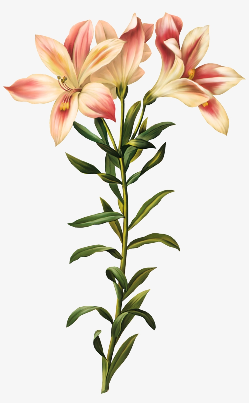 Graphic Library Stock Lily Of The Incas Printmaking - Peruvian Lily Botanical Drawing, transparent png