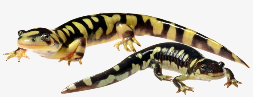 Multiscale Dynamics Of Hybridization Between A Threatened - Chinese Warty Newt, transparent png